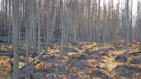 Desolate-landscape-taken-by-wildfire,-push-in