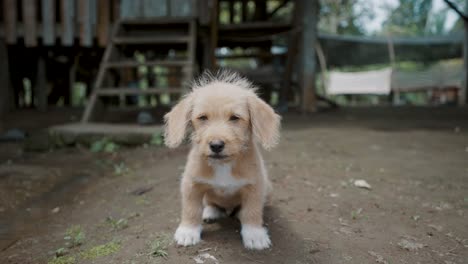 Adorable-Cachorro-Poogle-De-Un-Pueblo-Local-Cerca-Del-Amazonas-En-Ecuador