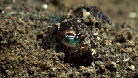 Baby-octopus-hiding-in-the-sand