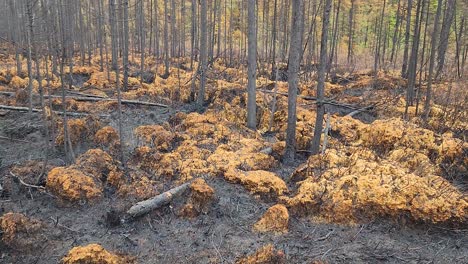 View-of-the-burnt-ground-and-forest-after-the-fire,-natural-disaster-in-woodland