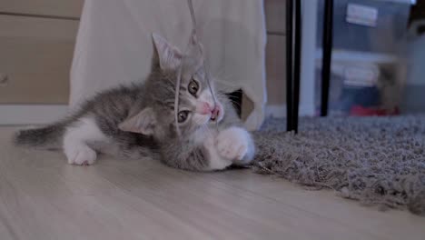 Slow-motion-shot-of-a-cute-grey-kitten-playing-with-a-string-of-grey-wool