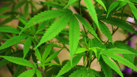 Healthy-medicinal-green-cannabis-plant,-close-up-shot