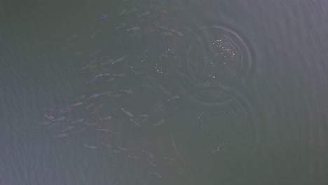 Eine-Gruppe-Von-Walen,-Die-In-Den-Gewässern-Des-Maroochy-River-In-Queensland,-Australien,-Schwimmen-Und-Durchbrechen
