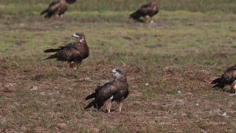 Flying-in-form-the-left-side-of-the-frame-and-landing-on-the-field,-these-Black-eared-kite-milvus-lineatus-gathered-in-this-spot-to-rest-while-waiting-for-the-sun-to-set