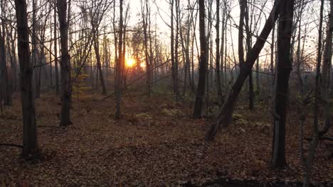 Blick-Durch-Die-Bäume-Bei-Sonnenuntergang-Im-Pinery-Provincial-Park,-Ontario,-Kanada