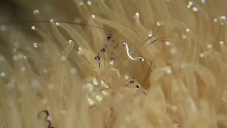 Tiny-cleaner-shrimp-walking-on-anemone
