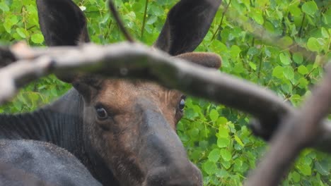 Close-up-view-of-Canadian-moose-without-antlers-standing-in-the-rain,-static