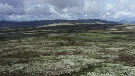 Lichen-and-low-vegetation-of-barren-sub-arctic-landscape-in-Norway