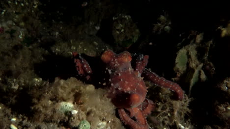 Octopus-searching-for-prey-at-night