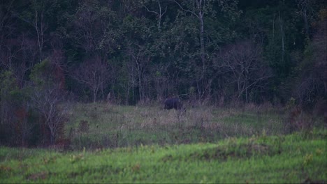As-the-night-approaches,-a-lone-Gaur-Bos-gaurus-is-grazing-in-the-wide-grasslands-in-one-of-the-national-parks-in-Thailand