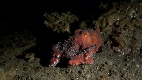 Big-female-octopus-at-night