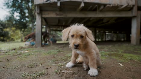 Domesticated-Poodle-Puppy-On-A-Native-Village-Near-The-Amazon-Forest-Of-Ecuador