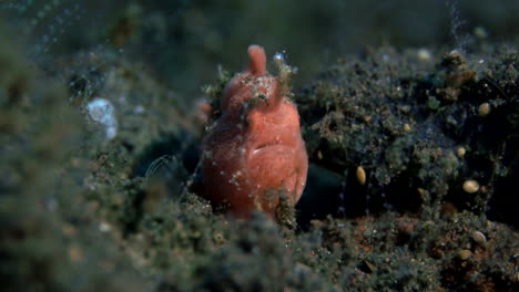 Baby-stonefish-trying-to-hide