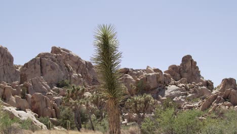 Cactus-Joshua-Tree-Con-Movimiento-De-Cámara-De-Gran-Angular-A-Primer-Plano.