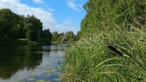 Idyllischer-Kleiner-Fluss-Und-Schilf-Im-Sommer,-Saubere,-Grüne,-Nachhaltige-Umgebung