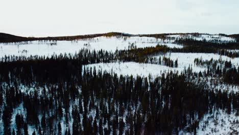 Arctic-landscape-with-forest-during-winter-with-the-hills-in-the-back-from-the-drone