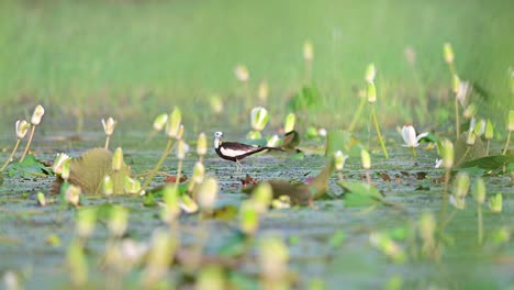 Pheasant-tailed-Jacana--water-bird-in-wetland