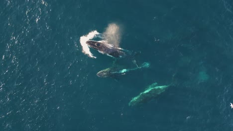 Luftaufnahmen-Von-Walen-In-Ihrem-Natürlichen-Lebensraum,-Die-Atmend-Und-Blasend-über-Den-Blauen-Ozean-Schwimmen