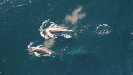 Majestätische-Wale,-Die-Durch-Das-Meer-Gleiten
