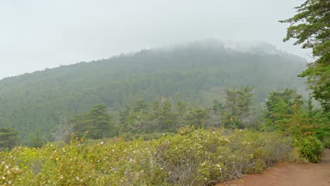 Trail-trekking-path-in-North-part-of-Tenerife-on-a-foggy-morning,-pan-left