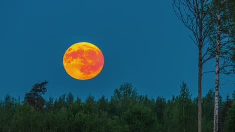 Increíble-Superluna-Naranja-Y-Roja-Descendiendo-Hacia-El-Horizonte-En-El-Bosque