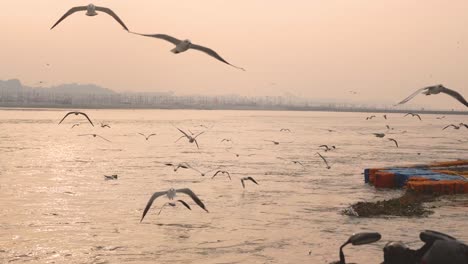 Slender-billed-gulls-or-Chroicocephalus-genei-flying-at-Ganga-or-Ganges-river-ghat-in-Prayagraj-or-Allahabad-in-Uttar-Pradesh-India