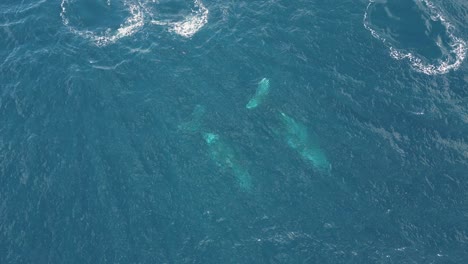 Ein-Paar-Wale,-Die-Durch-Das-Meerwasser-Gleiten