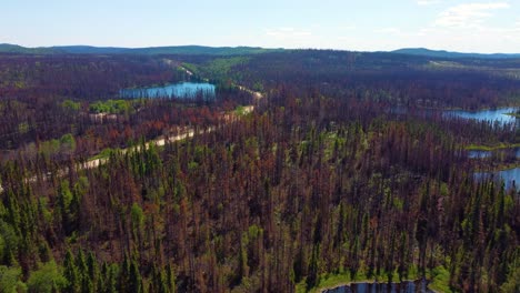 Flying-Above-Forest-Trees-Damaged-By-Wildfire-In-Lebel-Sur-Quévillon,-Quebec,-Canada