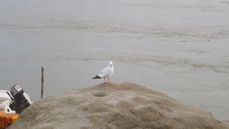 Slender-billed-gull-or-Chroicocephalus-genei-at-Ganga-or-Ganges-river-ghat-in-Prayagraj-or-Allahabad-in-Uttar-Pradesh-India