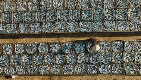 Drone-view-of-a-worker-is-drying-croaker-fishes--in-Long-Hai-district,-Ba-Ria-city,-Ba-Ria-Vung-Tau-province,-south-Vietnam