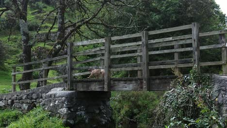 Female-with-red-dreadlocks-walking-puppy-on-rural-wooden-bridge-crossing-countryside-stream,-Slow-motion-zoom-in-shot