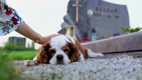 Stunning-HD-footage-of-a-dog-Cavalier-King-Charles-Spaniel-lying-by-a-grave,-peacefully-resting,-while-its-white-Caucasion-owner-gently-strokes-and-comforts-it