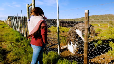 Woman-stands-next-to-fence-observing-feeding-female-ostrich-in-enclosure