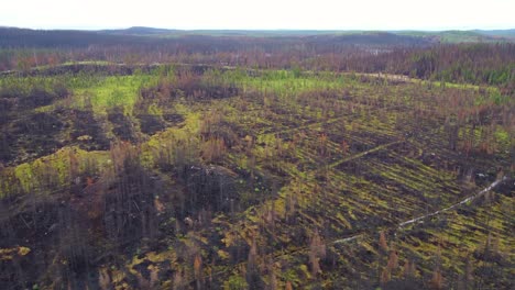 Panorama-Luftaufnahme-Verbrannter-Bäume-Nach-Einem-Verheerenden-Waldbrand-In-Der-Nähe-Von-Lebel-sur-Quévillon-In-Quebec,-Kanada