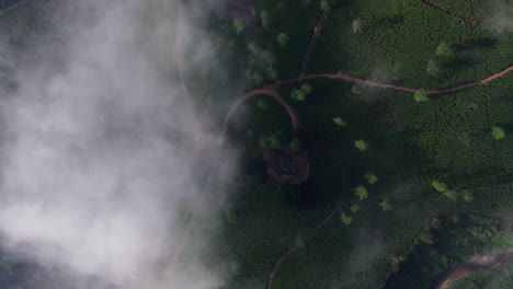 4k-Aerial-Bird's-Eye-Top-Down-View-of-Flying-above-the-Clouds-on-a-green-tea-plantation-area