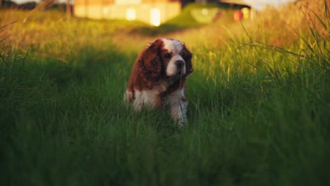 Stunning-HD-footage-of-a-joyful-dog-Cavalier-King-Charles-Spaniel-happily-walking-through-the-grass,-wagging-its-tail-and-observing-the-surroundings