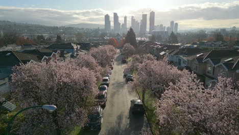Cherry-Blossoms-along-neighbourhood-leading-to-the-city