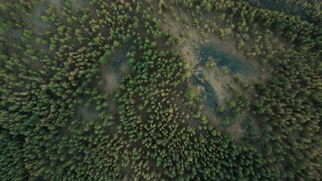 Von-Oben-Nach-Unten-Gedrehte-Luftaufnahme-Wunderschöner-Grüner-Baumwipfel-Auf-Teneriffa,-Spanien,-Atemberaubende-Aussicht