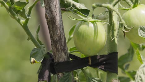 Unripe-green-tomato-plants-in-fields-during-a-sunny-summer-day