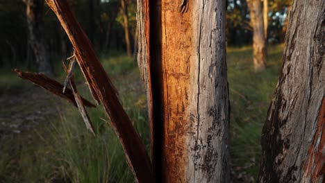 Close-up-slow-motion-shot-of-bark-falling-off-a-eucalyptus-tree