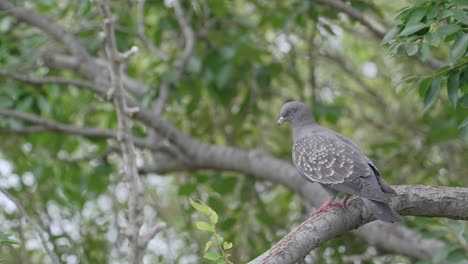 Slow-motion-shot-of-a-spot-winged-pigeon-blinking-and-looking-around-in-a-tree