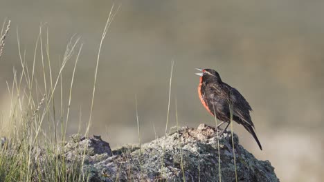 Slow-motion-shot-of-a-Long-tailed-meadowlark-perched-on-a-rock-calling-out-to-others