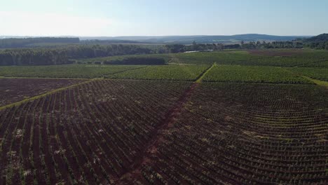 Aerial-View-of-Large-Yerba-Mate-Plantation,-Traditional-Drink-of-Argentina