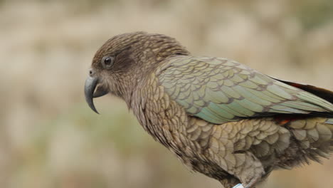 Especies-únicas-De-Loros-Alpinos,-Pájaro-Kea-En-El-Parque-Nacional-Fiordland,-Nueva-Zelanda