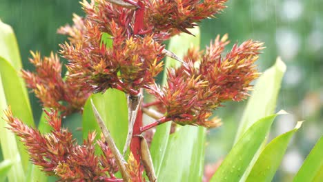 Bromeliad-Aechmea-Blanchetiana-in-the-tropical-rain