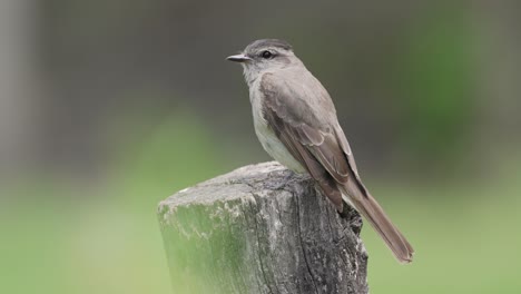 Slow-motion-shot-of-a-Crowned-slaty-flycatcher-perched-on-a-wooden-post-and-flying-away