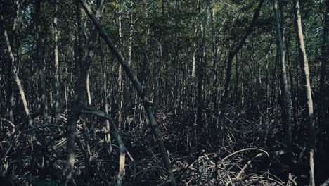 Dense-mangrove-forest-with-trees-as-far-as-can-be-seen