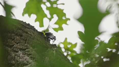 Stag-beetle-crawling-on-tree-trunk,-low-angle-closeup