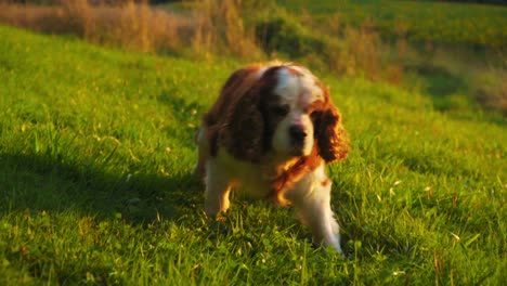 Stunning-HD-footage-of-a-joyful-dog-Cavalier-King-Charles-Spaniel-happily-walking-through-the-grass,-wagging-its-tail-and-observing-the-surroundings