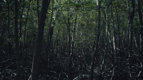 Langsame-Bewegung-Durch-Einen-Mangrovenwald-In-Thailand